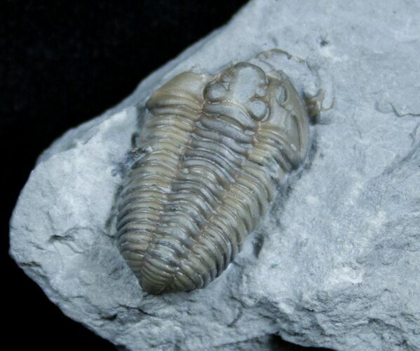 Bargain Flexicalymene Trilobite - D #3885